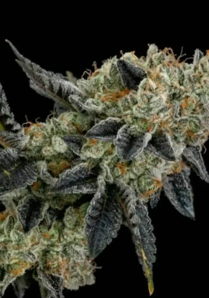 Ethos Cookies #4 S1