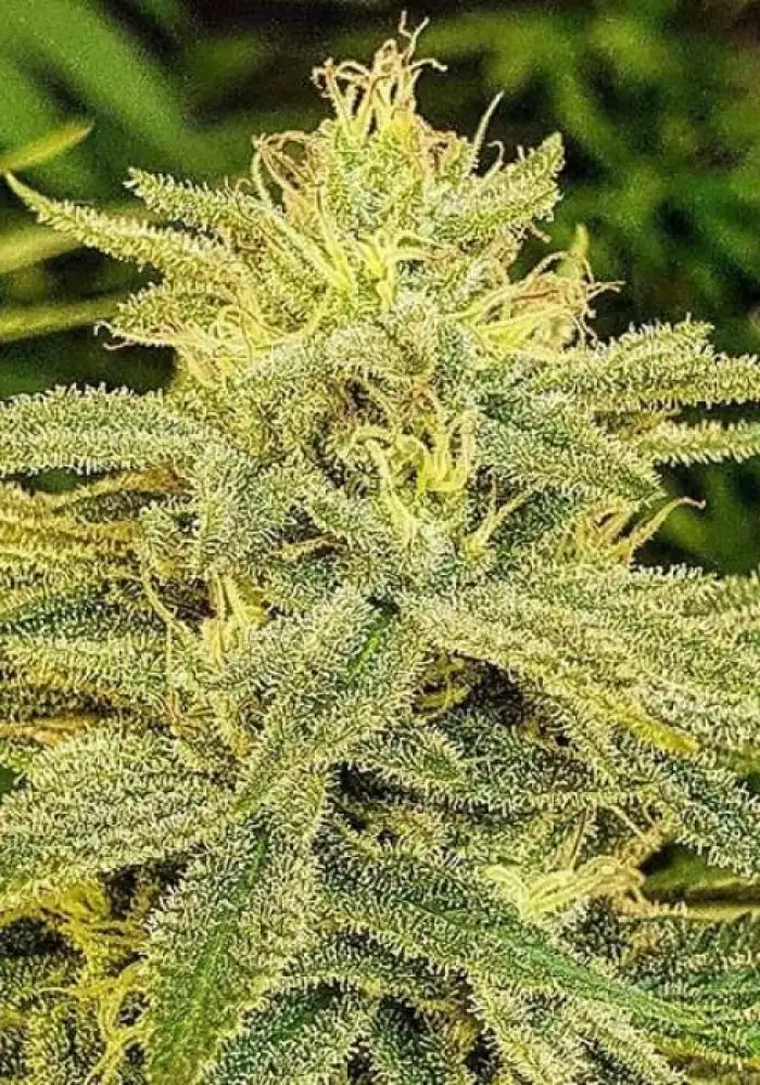 Lord Kush