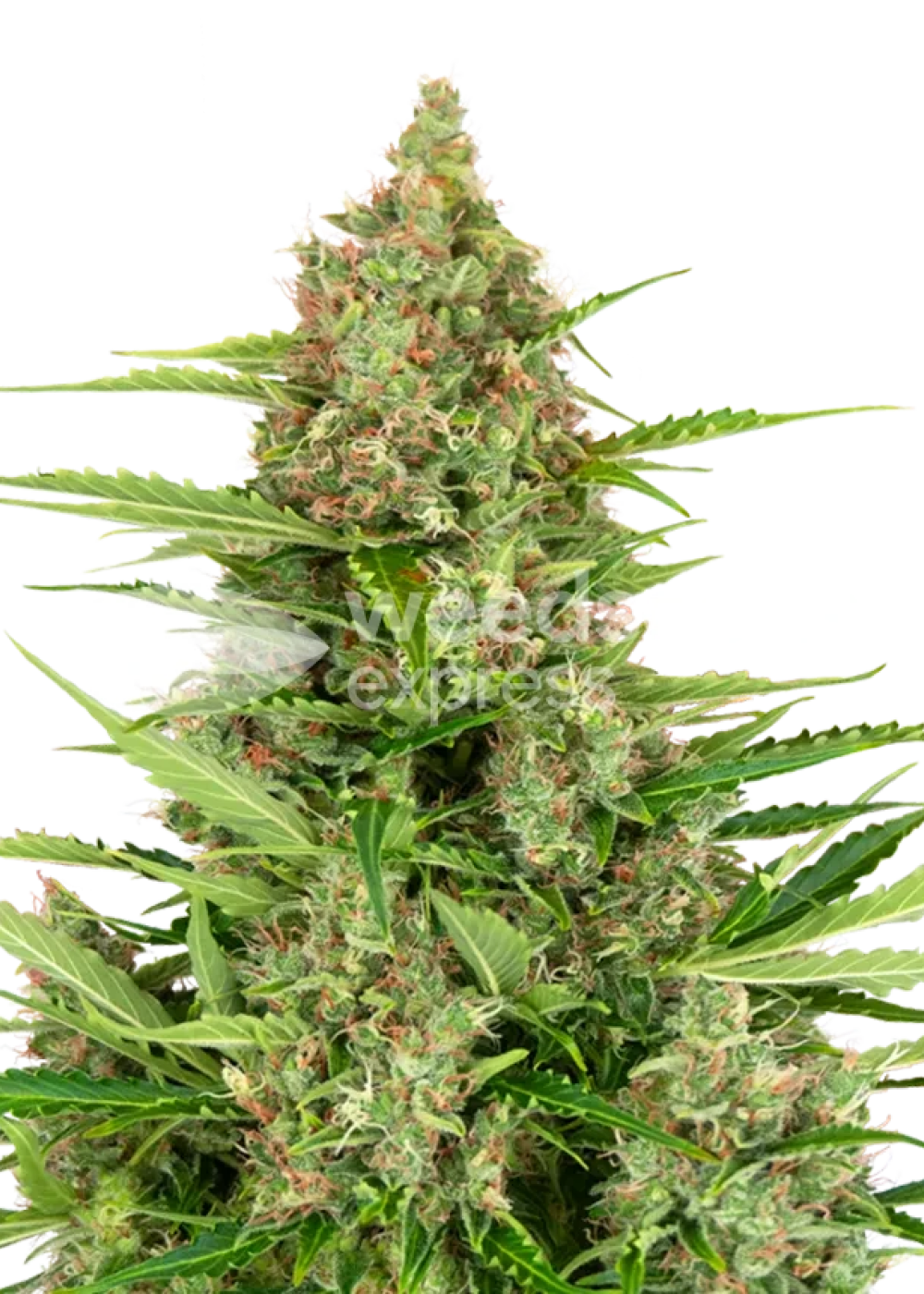Wedding Cake autoflower seeds Strain Info / Wedding Cake autoflower ...