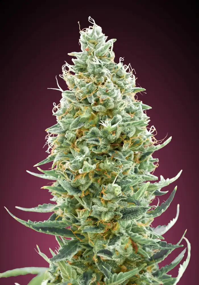 Amnesia Fast