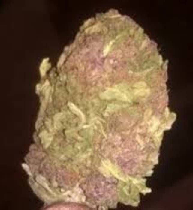 Buttermilk Biscuits Strain Info / Buttermilk Biscuits Weed By In House