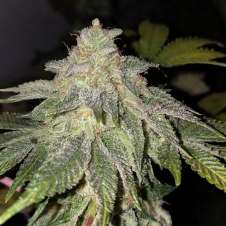 Fruit Loops Strain Info / Fruit Loops Weed By T.H.Seeds GrowDiaries