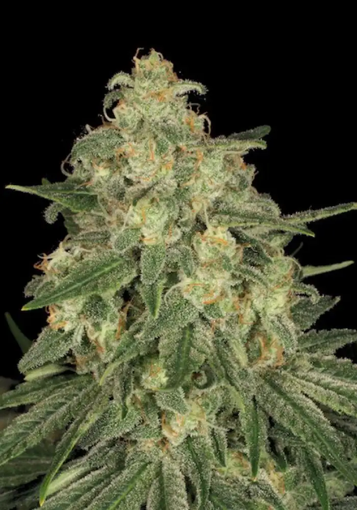 Allkush