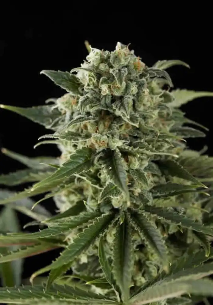 Super Critical Haze