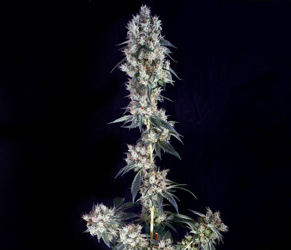 Cookie Strain Info / Cookie Weed By Buddha Seeds GrowDiaries