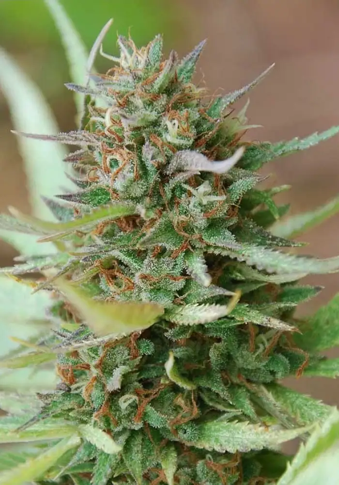 Strawberry Blue Early Harvest