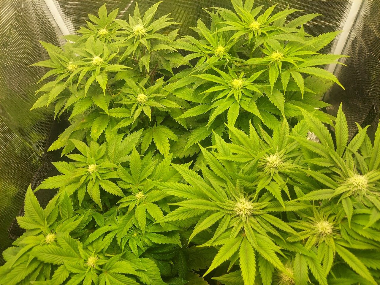 Wedding Cake x Og Kush Strain Info / Wedding Cake x Og Kush Weed By ...