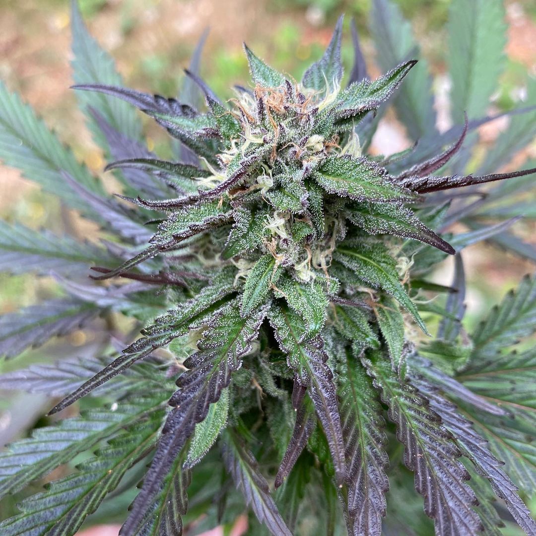 Creme de la Soul Strain Info / Creme de la Soul Weed By Night Owl Seeds