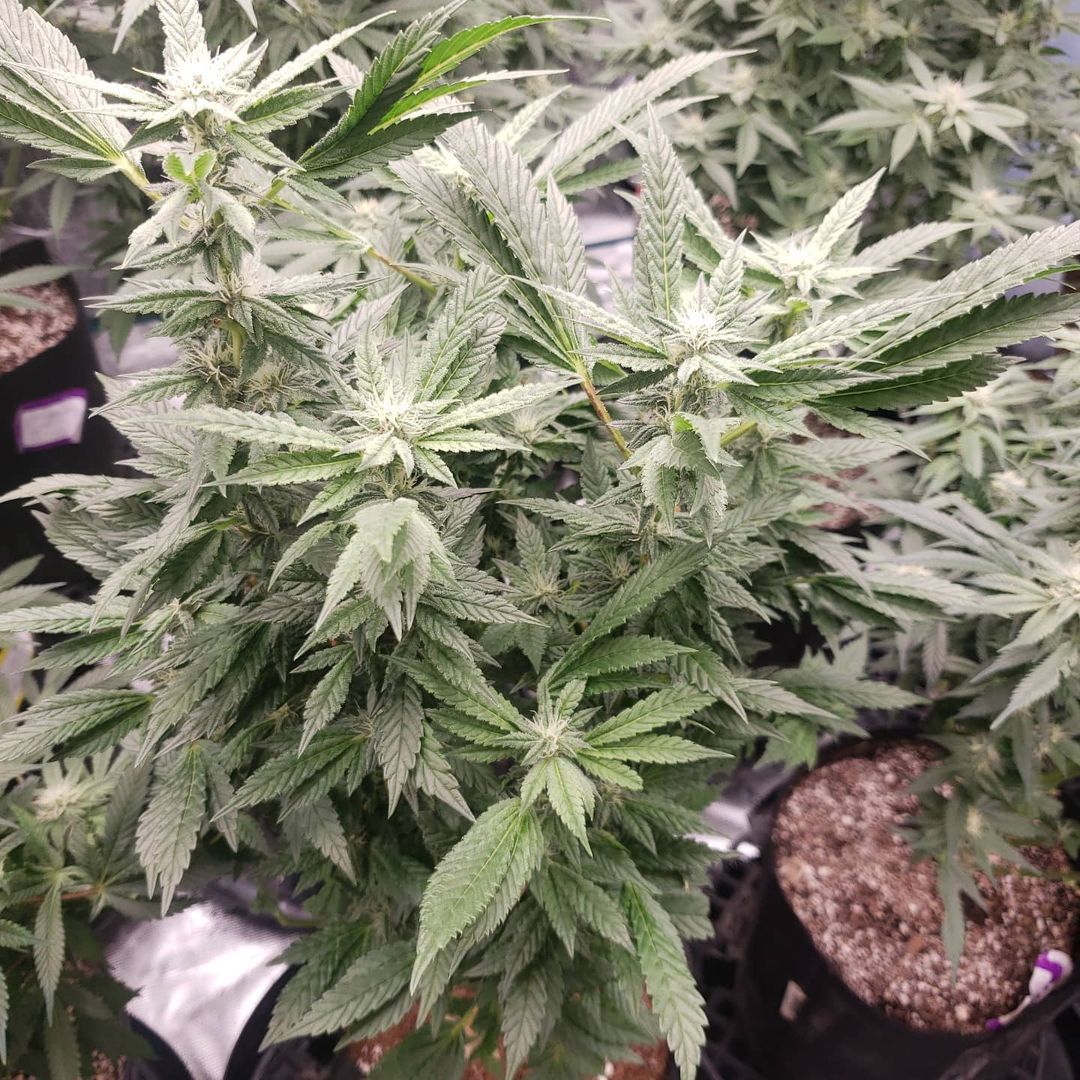 Velvet Heat Strain Info / Velvet Heat Weed By Exotic GrowDiaries