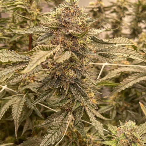 Knockout Runtz Strain Info / Knockout Runtz Weed By Exotic