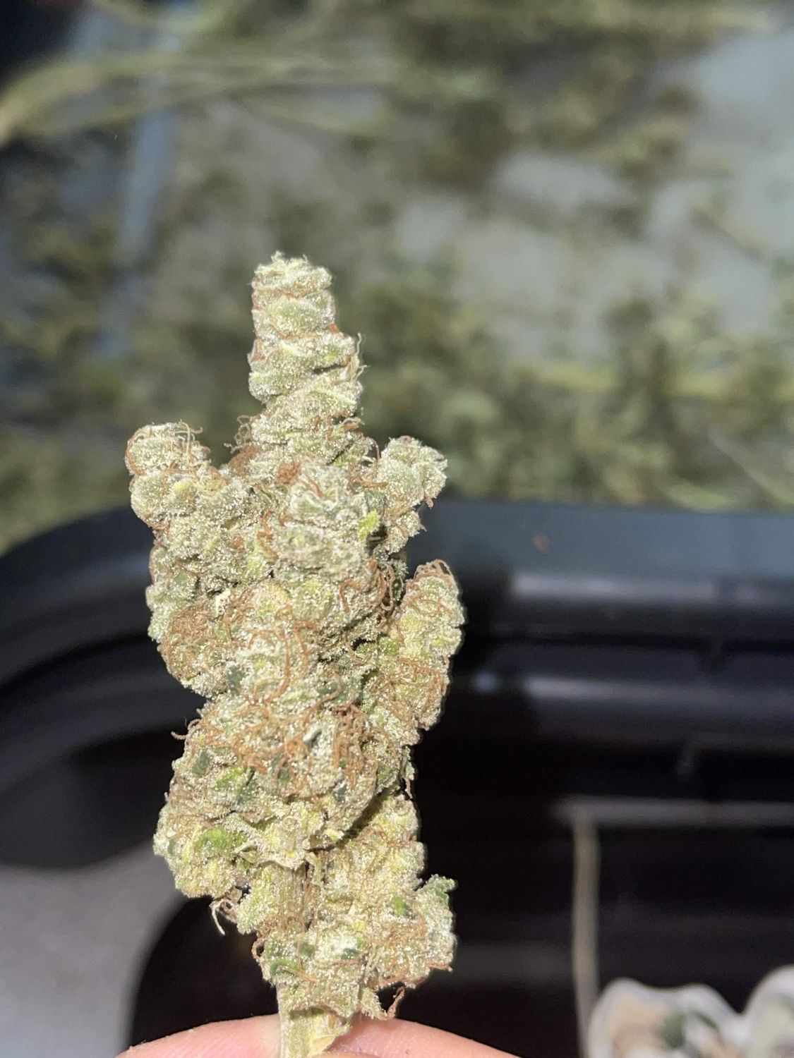 Double Grape Strain Info / Double Grape Weed By The Bakery Seed Co