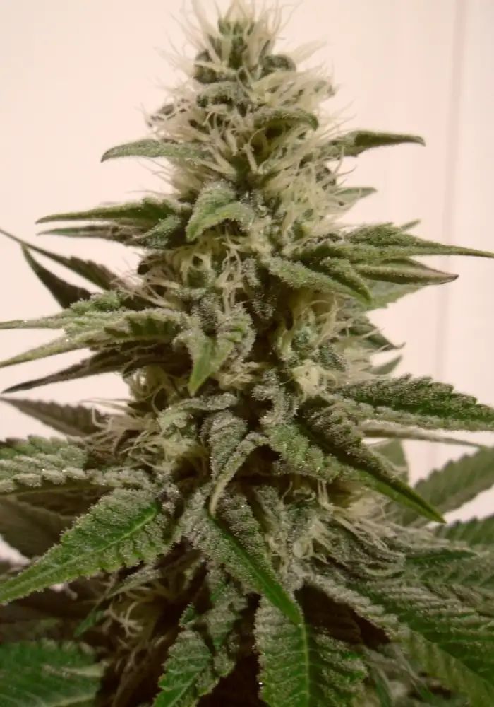 White Berry