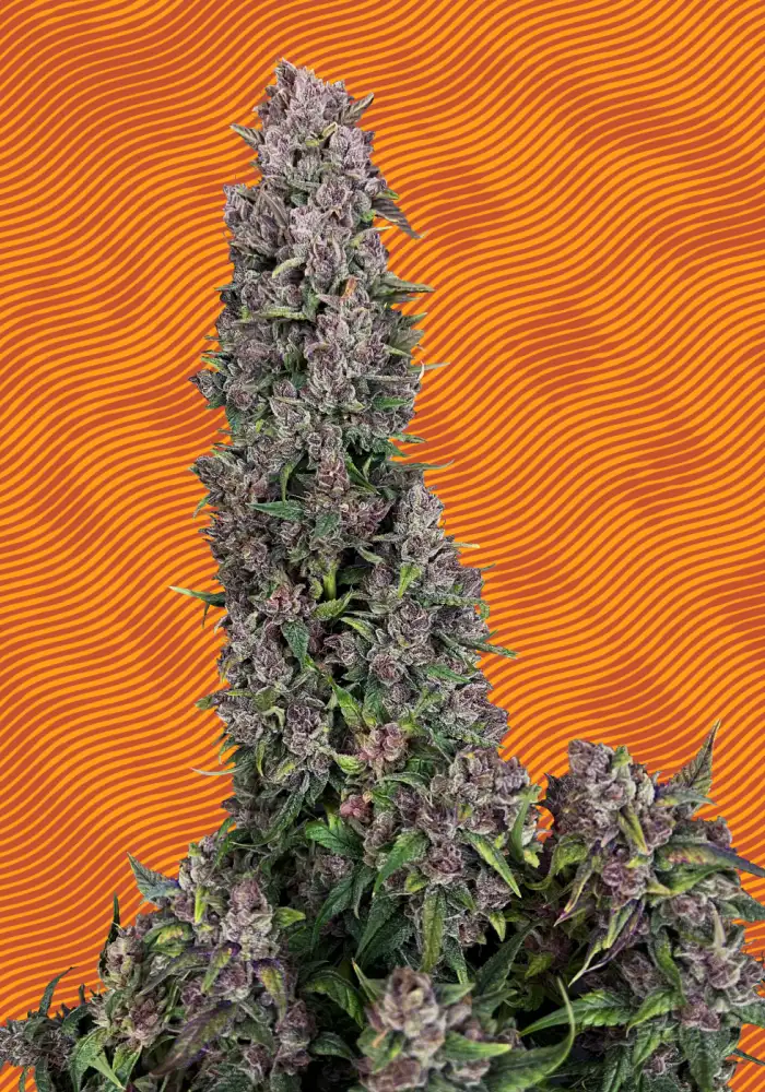 Papaya Pie