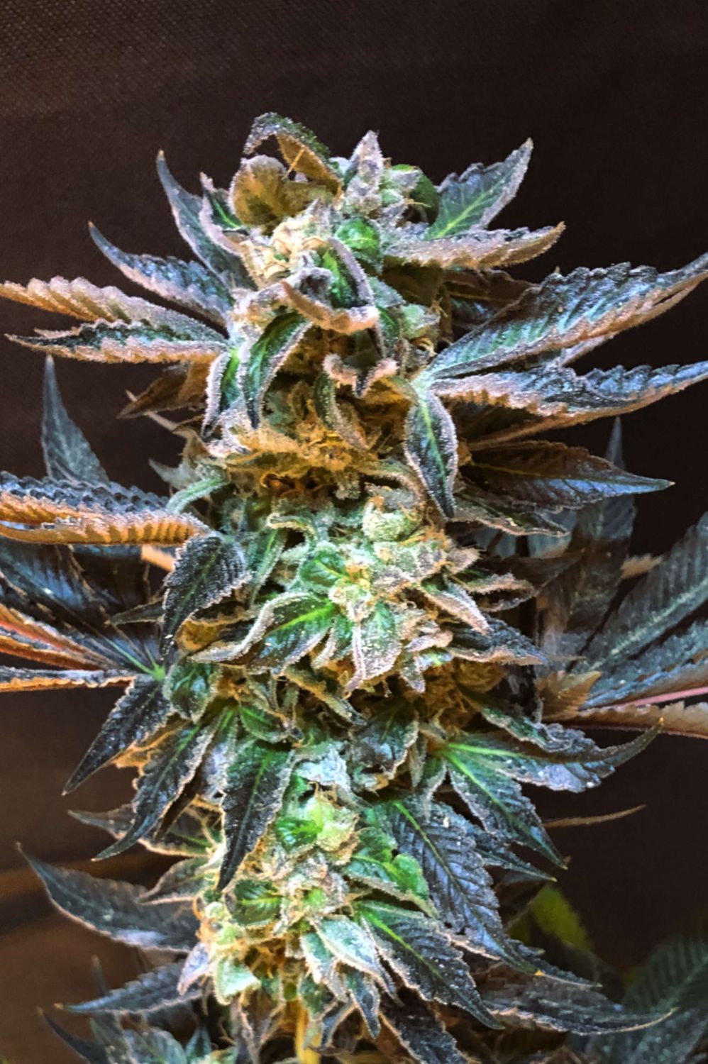 Cookies and Cream Strain Info / Cookies and Cream Weed By Lineage