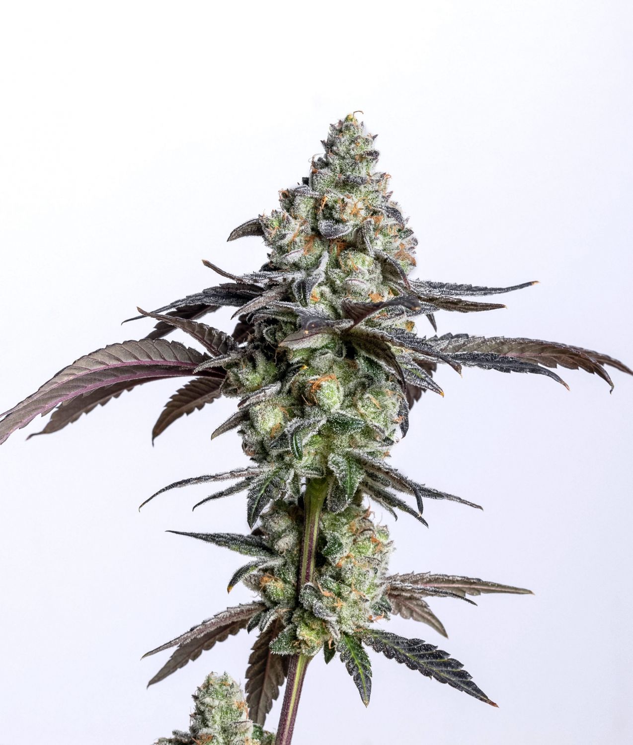 Cherry Cake Strain Info / Cherry Cake Weed By Elev8 Seeds GrowDiaries