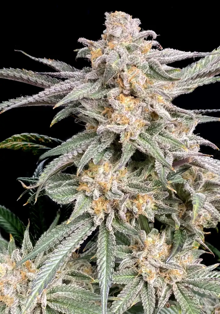 Snoop's Punch