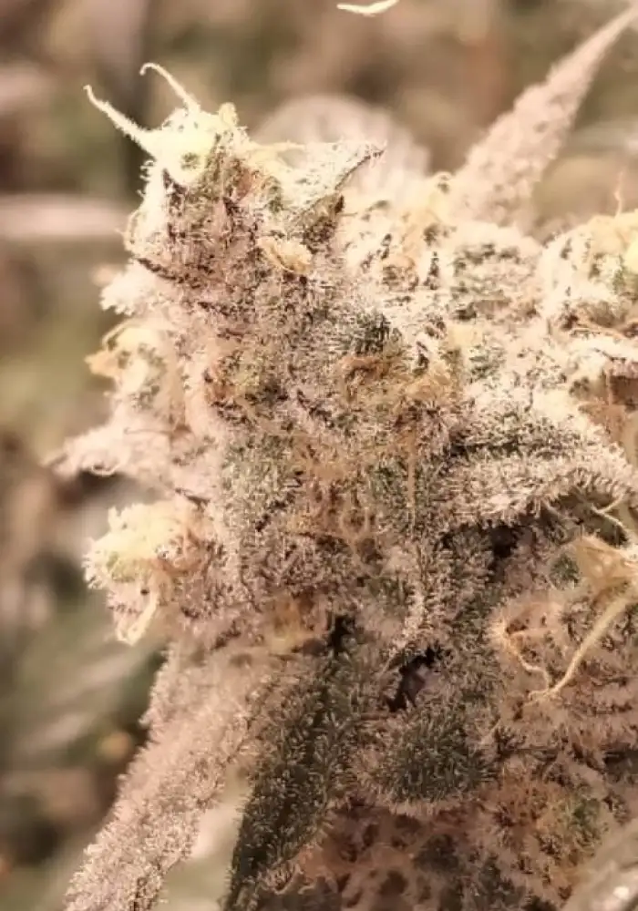 Black Candyland  Regular