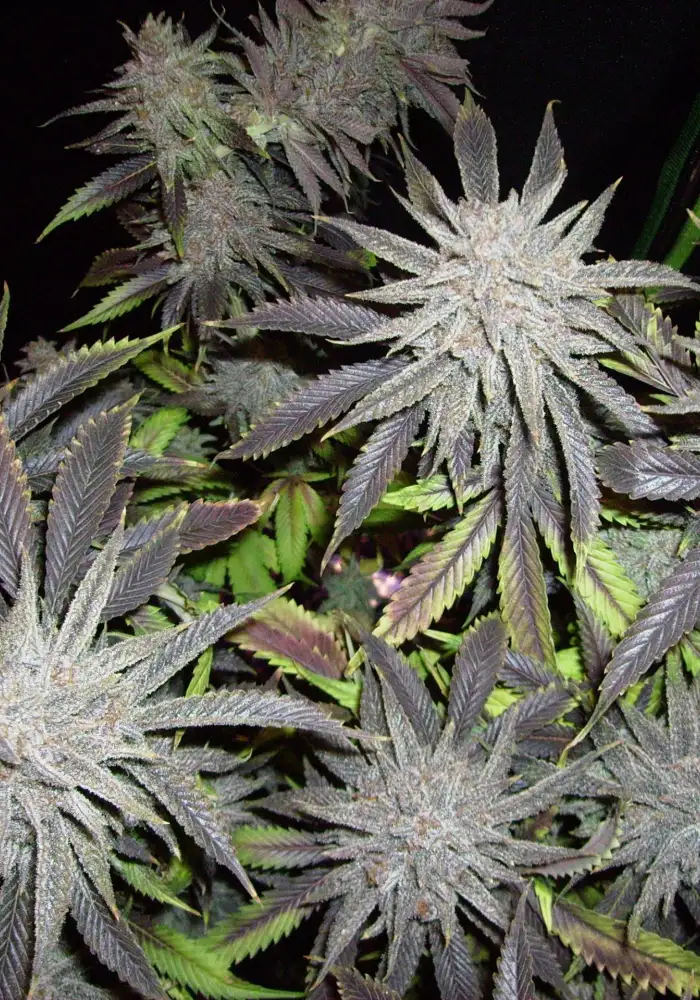 Blackberry Hammer Regular