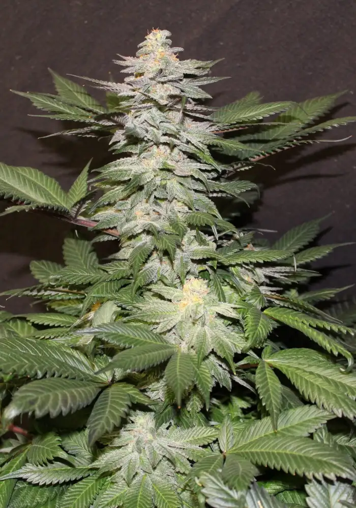 God’s Strawberry Cough