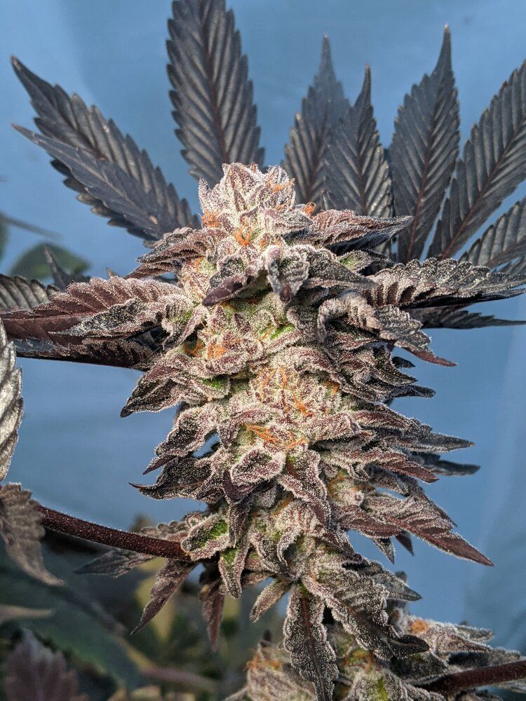 Girl Crush Strain Info / Girl Crush Weed By Twenty20 GrowDiaries