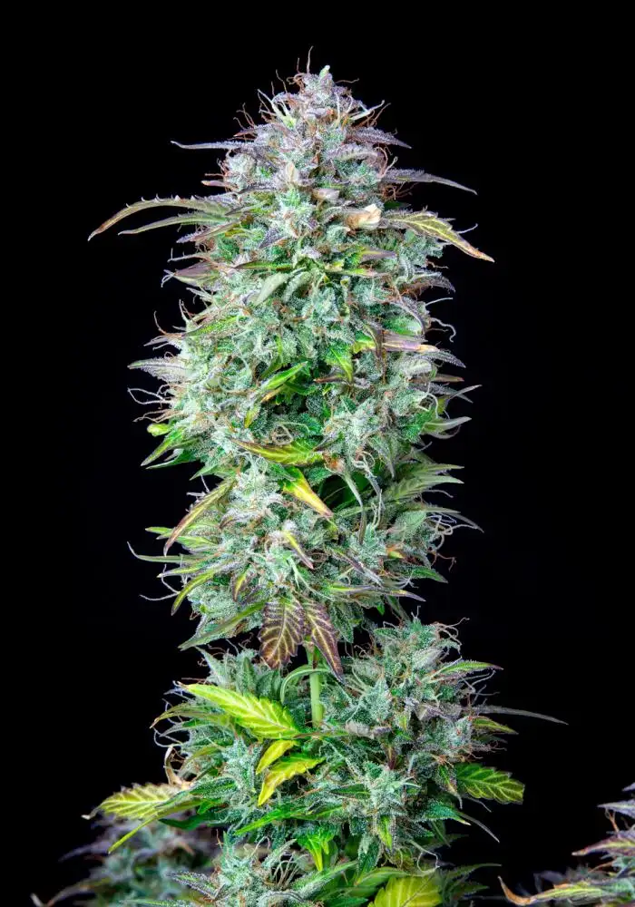 AK 2.0 XL Auto