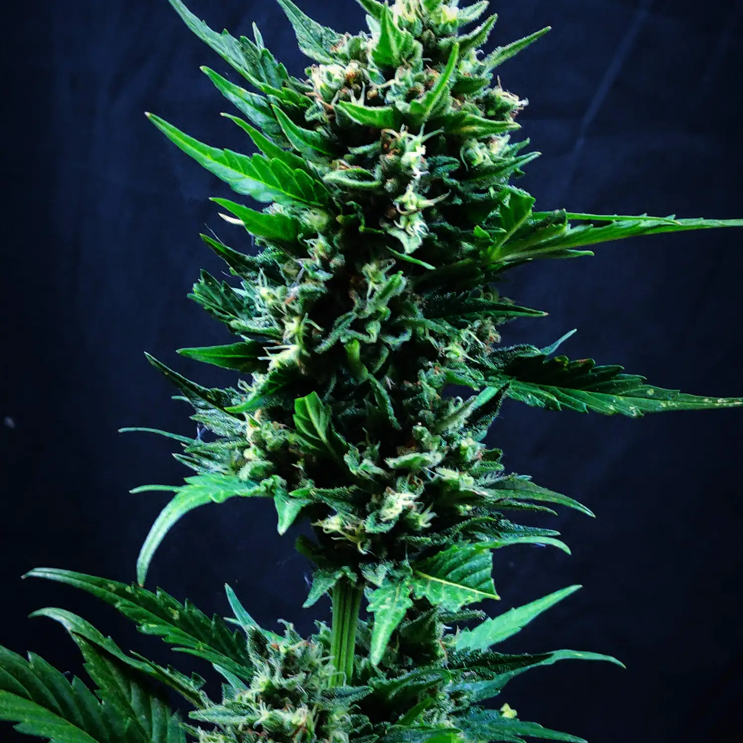 Mimosa Zkittlez Fast Seeds by Ganja Farmer - GrowDiaries