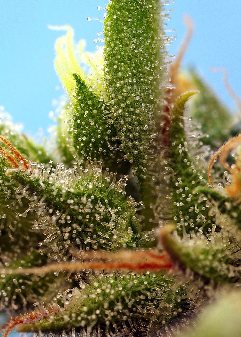 Strawberry Banana Gelato XL Auto Strain Info / Strawberry Banana Gelato