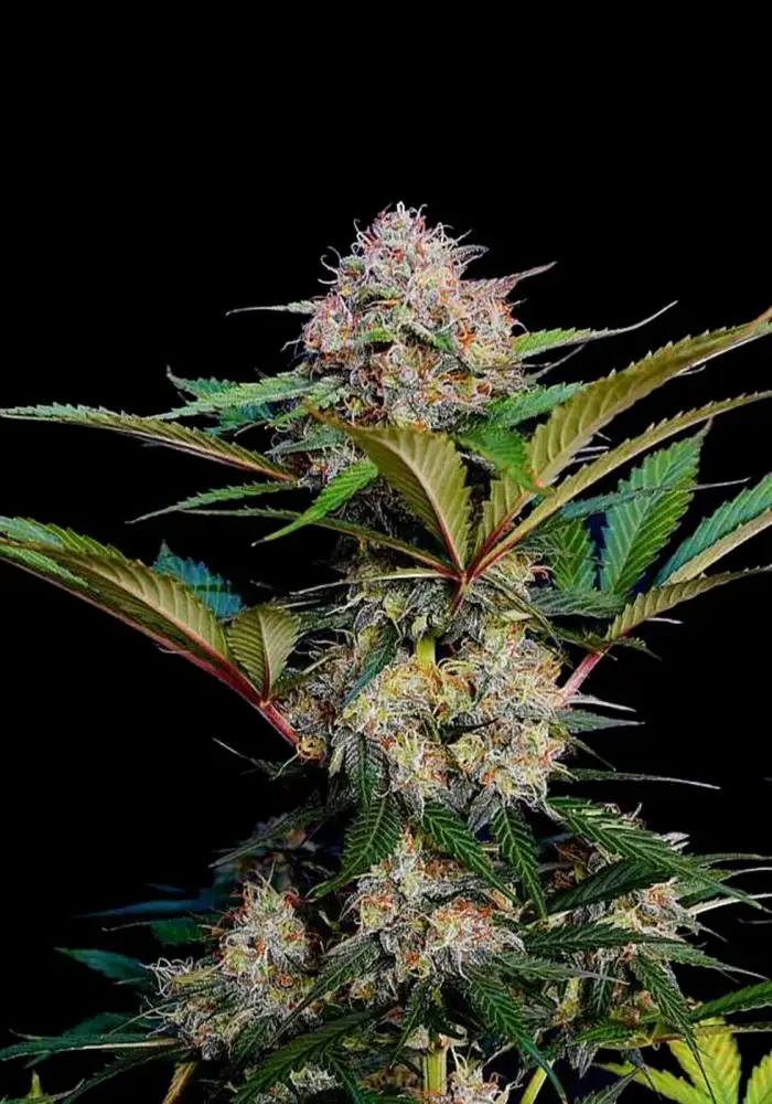 Caramel Auto