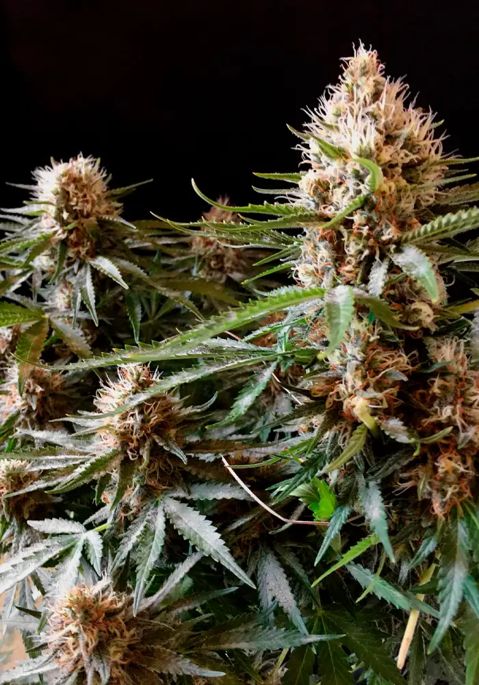 Skunk 2.0 Fast