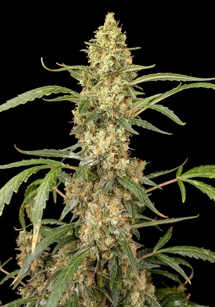 Gorilla GG4 Auto
