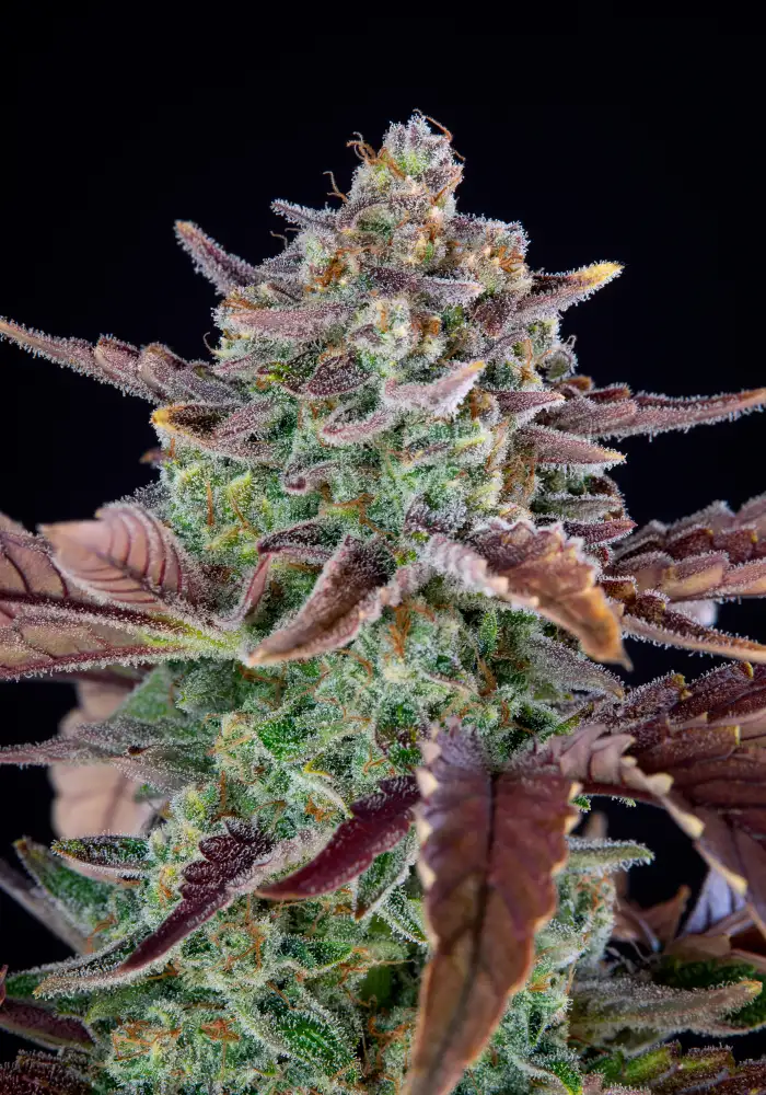 Gorilla Cookies Auto