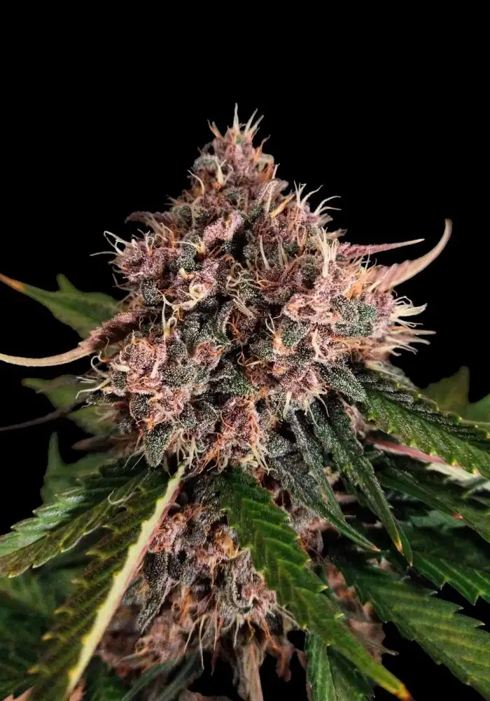 Purple OG Punch Auto