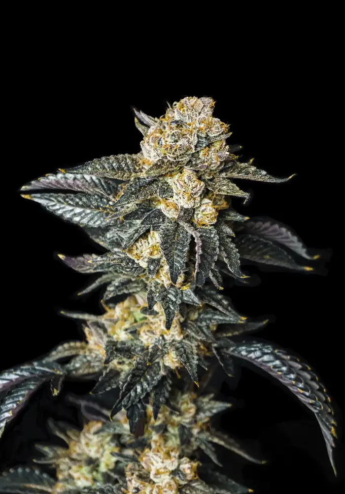 Zkittaberry Auto