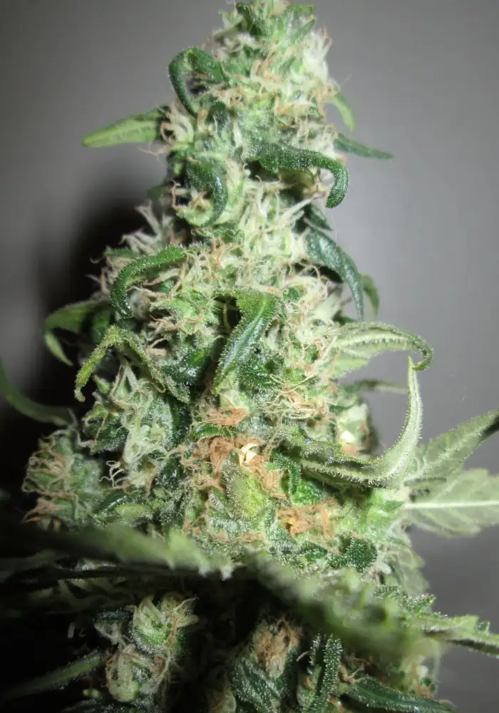 Original Afghani #1