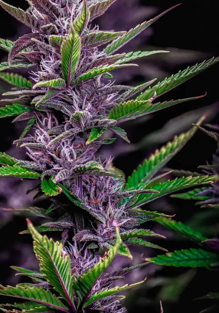 Purple Nuggets