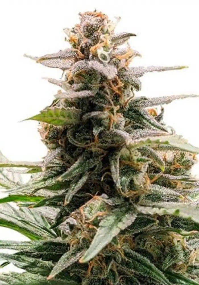 Godfather OG