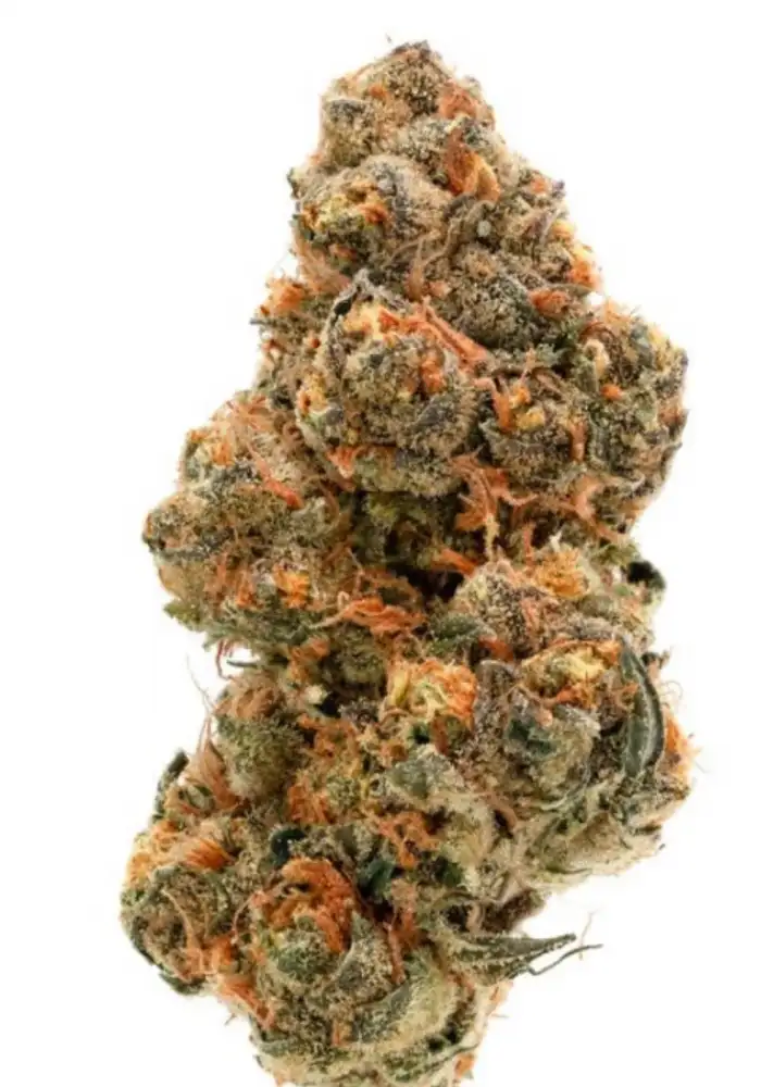 Double XL Weddingcake x Frosty Gelato Autoflower