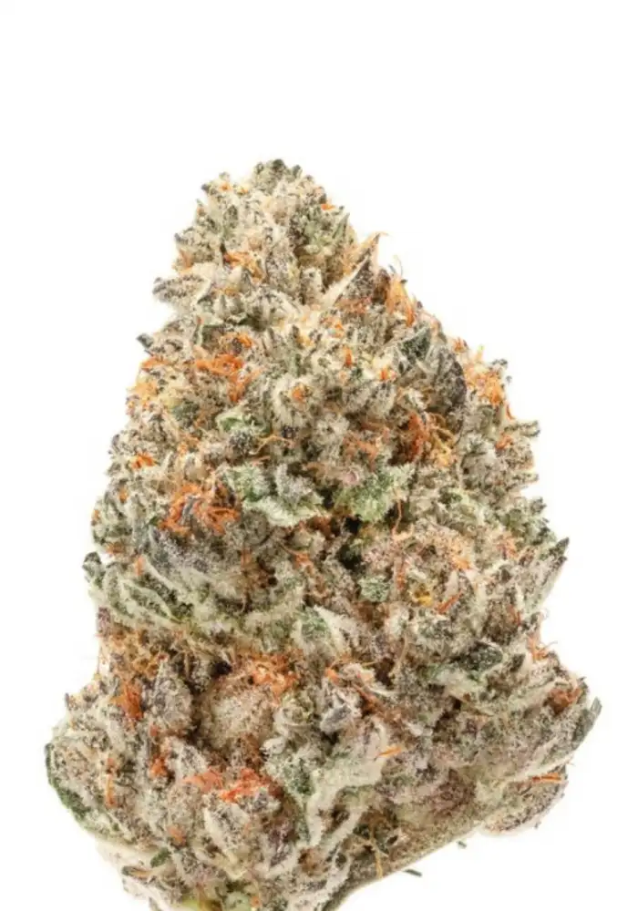Double XL Watermelon Weddingcake Autoflower