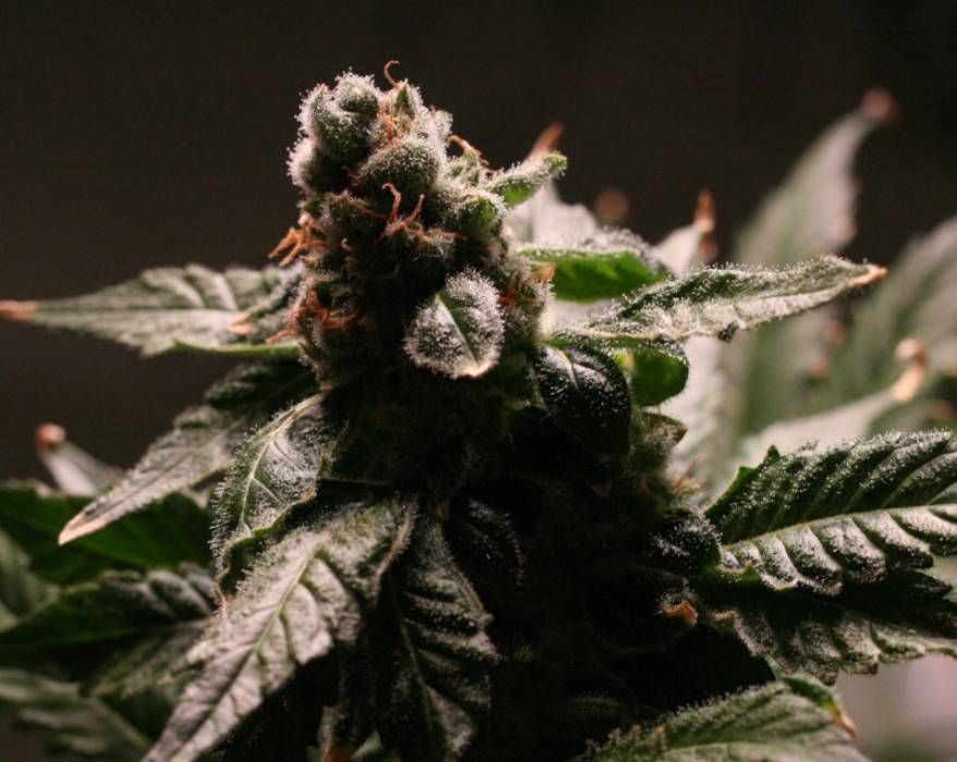 Banana Kush Strain Info / Banana Kush Weed By Canuk Seeds GrowDiaries