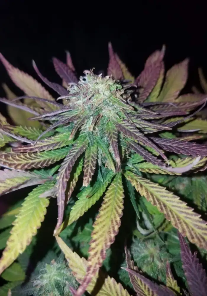 The Original Skunk #1