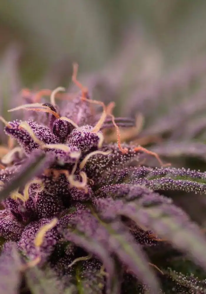 Purple Punch
