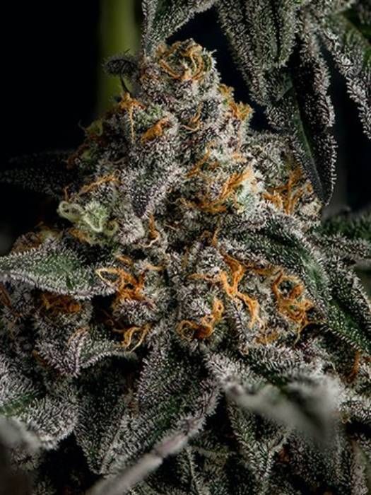 Cotton Candy Kush AutoFlowering Strain Info / Cotton Candy Kush