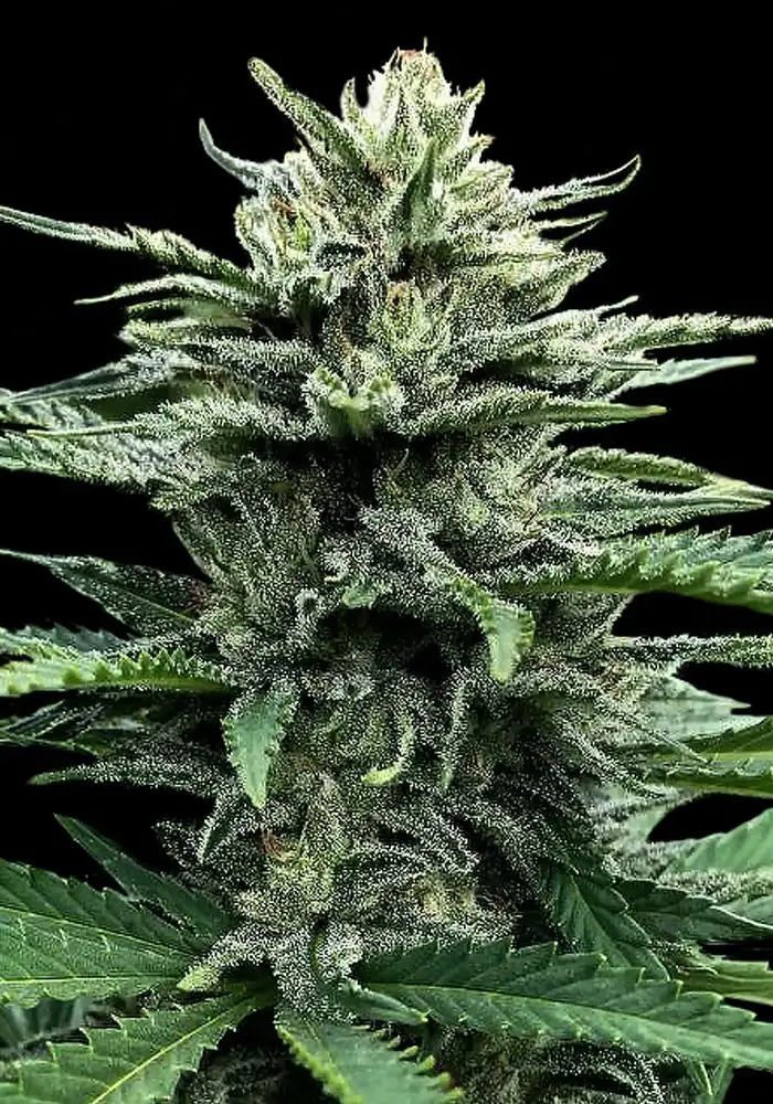Auto Strawberry Banana