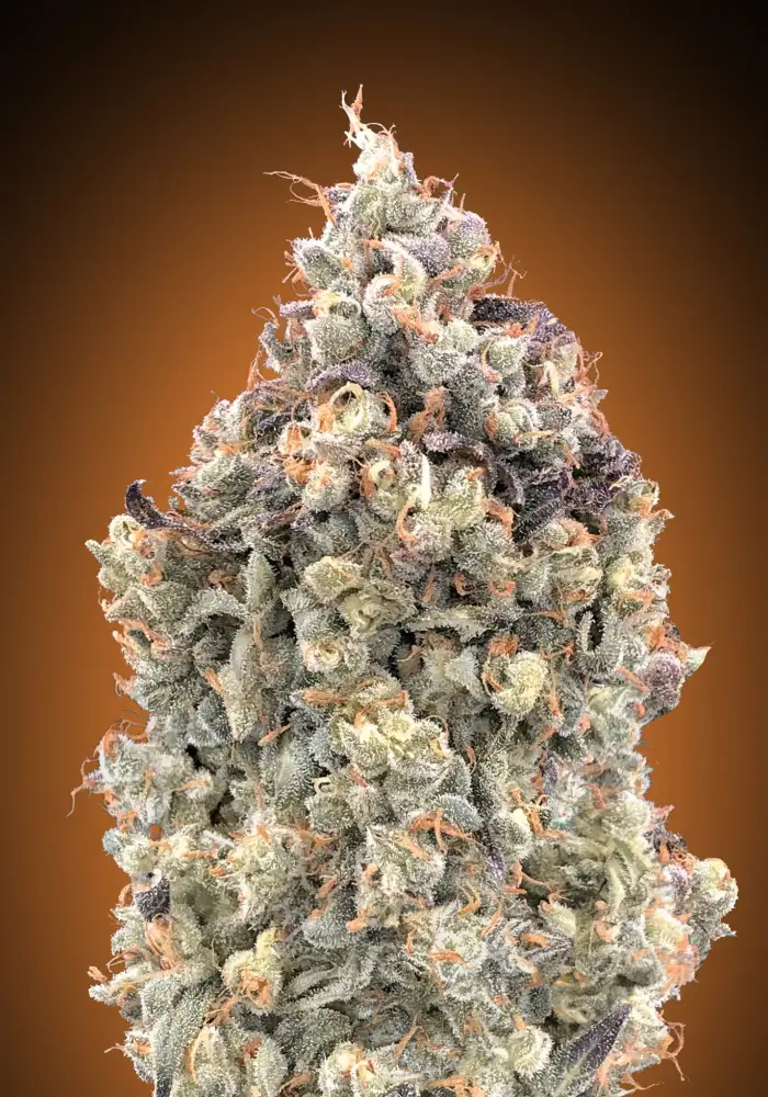 Auto Watermelon OG