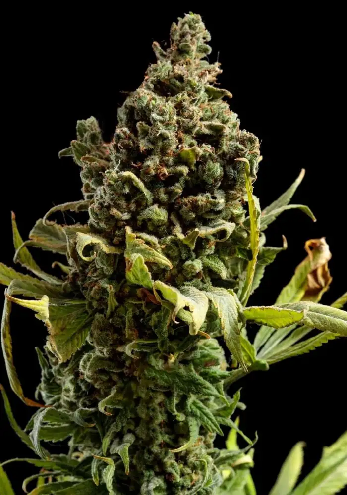 Blueberry XXL Auto