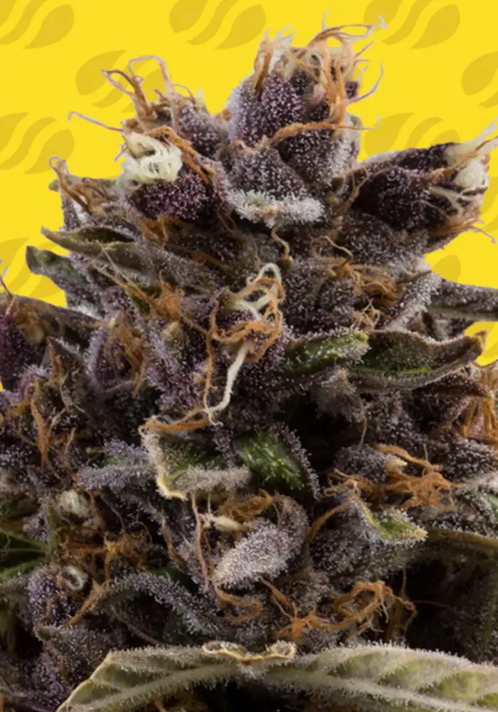 Black Dog Auto