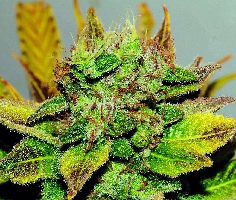Northern Soul Strain Info / Northern Soul Weed By Seedsman GrowDiaries