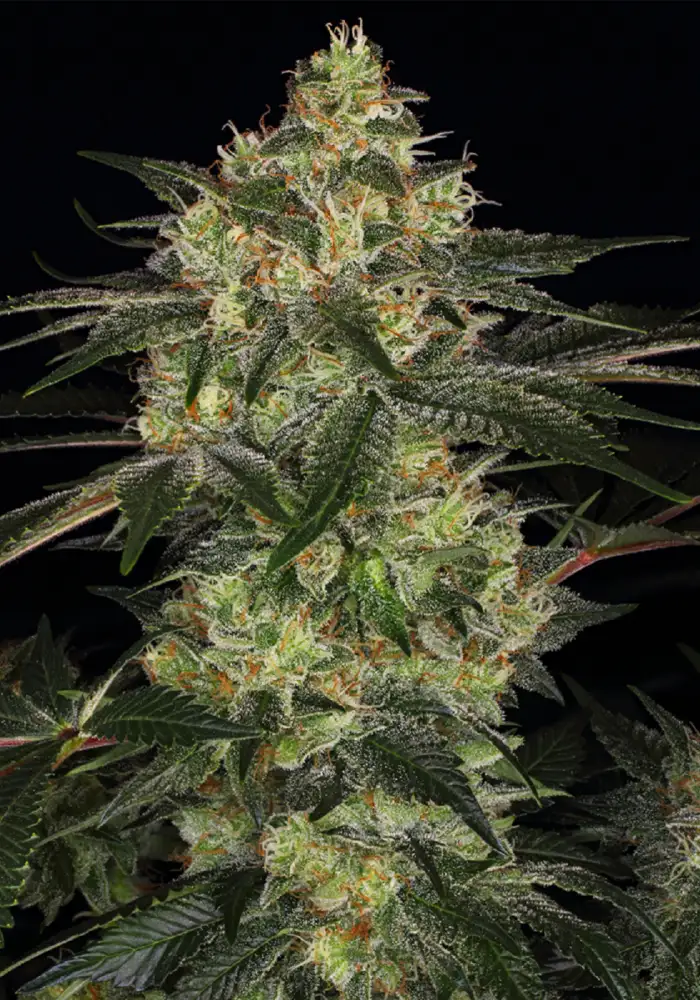 Chemdawg Feminized