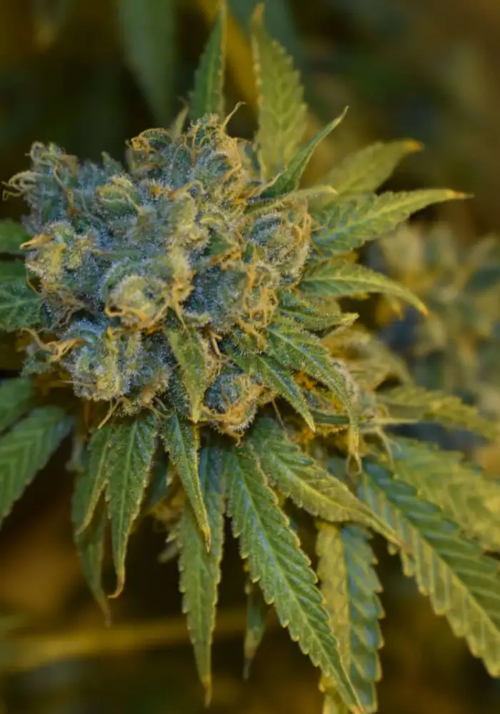 Cherry Punch Auto
