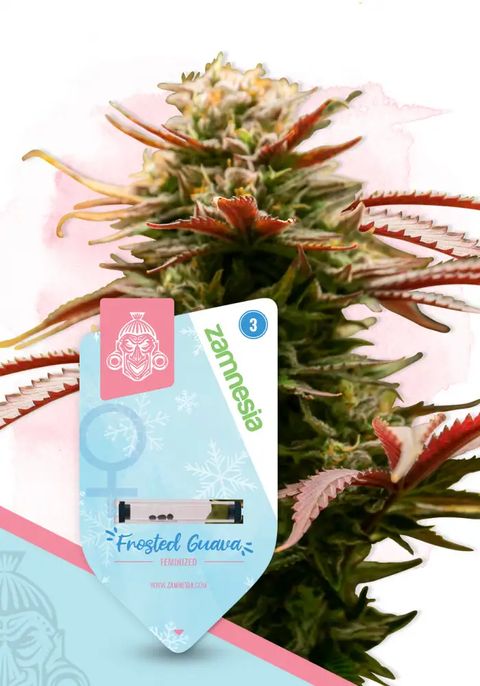 Frosted Guava